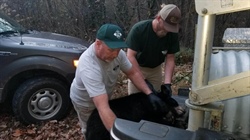 Bear Cub in Distress Found and Successfully Released into the Wild