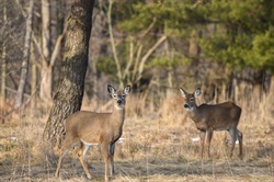 Wildlife Officials Remind Hunters to Be Safe When Handling Deer