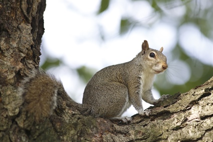 Free Squirrel Hunting Webinar Offered in January