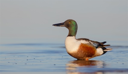 Wild Duck Tests Positive for Highly Pathogenic Avian Influenza in Hyde County