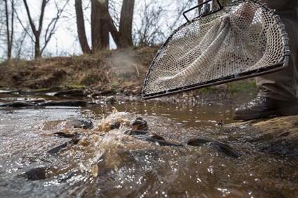 Hatchery Supported Trout Waters Close for Stocking March 1 - April 2
