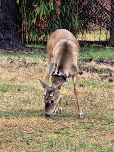 Wildlife Agency Announces Urban-Rural Deer Ecology Study