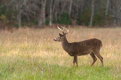 Virginia Announces More CWD-Positive Deer Near North Carolina Border