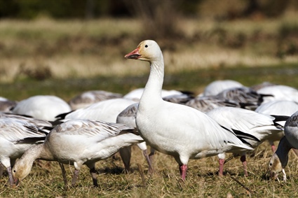 Highly Pathogenic Avian Influenza Mortalities Confirmed