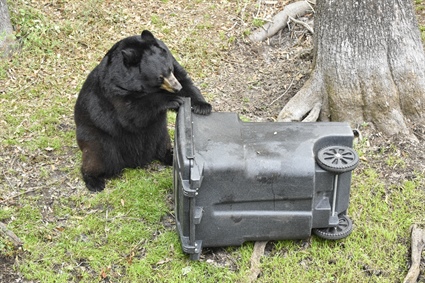Co-Existing with Black Bears in North Carolina