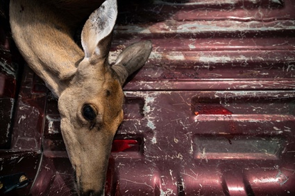 North Carolina’s 2021-22 Deer Harvest Summaries Now Available