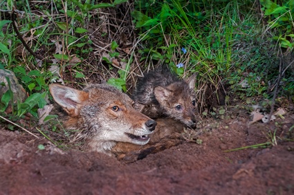 Expect Coyote Sightings as Pupping Season Peaks