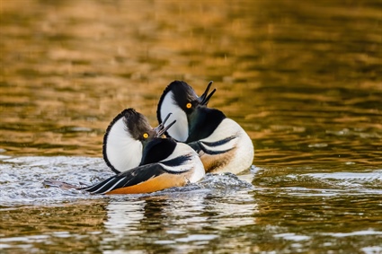 Hooded Merganser Photograph Wins Wildlife in North Carolina Photo Competition