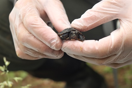 A Collaborative Approach to Restore Bog Turtle Populations