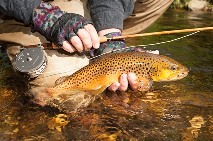 Delayed Harvest Trout Waters Open October 1
