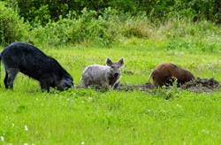 Feral Swine Trap Loan Program Now Available in Five NC counties