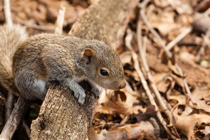 Seasonal Storms May Increase Baby Squirrel Sightings