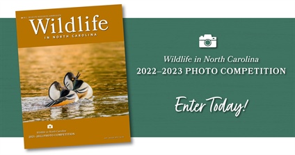 Wildlife in North Carolina 2022-23 Photo Competition Announced
