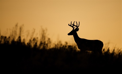 Third Detection of CWD Confirmed in North Carolina Deer Herd