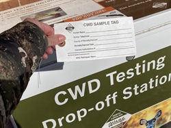 Testing a Priority as More Deer Test Positive for Fatal Deer Disease