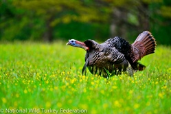 Free Turkey Hunting Webinars Offered in February