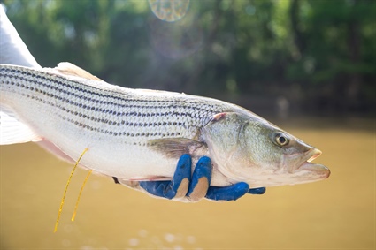 2023 Harvest Season Announced for Striped Bass on the Roanoke River