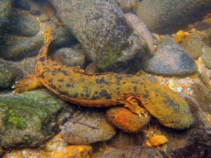 Public Asked to Report Hellbender and Mudpuppy Sightings