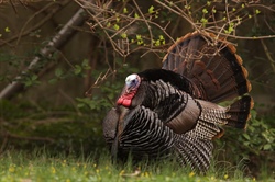 Wild Turkey Season Opens in North Carolina on April 1