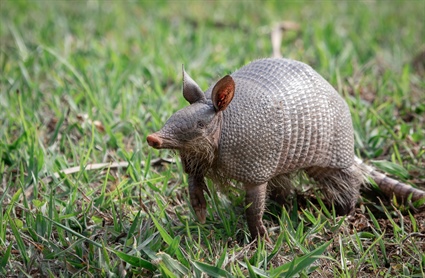 See an Armadillo in North Carolina? The Wildlife Commission Wants to Know