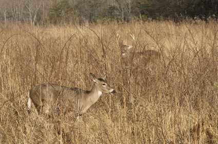 Chronic Wasting Disease Found in Cumberland and Wilkes Counties