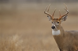 Public Forum About Chronic Wasting Disease Scheduled for May 16