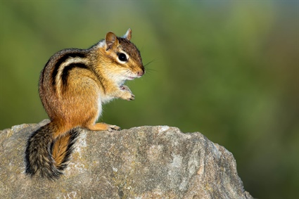 Spot a Chipmunk? Let the Wildlife Commission Know!