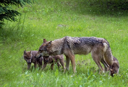 Coyote Sightings on the Rise as Pup Season Gears Up