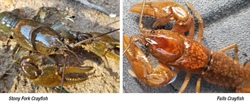 Biologists Discover Two New Crayfish Species in Western North Carolina