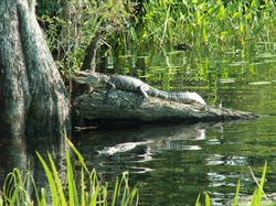 Wildlife Commission Provides Tips to Coexist with Alligators