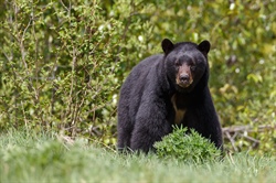 North Carolina’s Bear Harvest Sets Record for 2022 Season