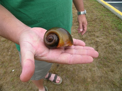 Invasive Apple Snails Now Confirmed in North Carolina