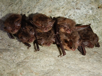 State Wildlife Agency Requests Public Support of Endangered Bat