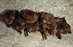 State Wildlife Agency Requests Public Support of Endangered Bat