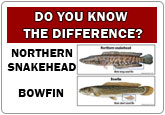 Snakehead Flyer - Do you know the difference?