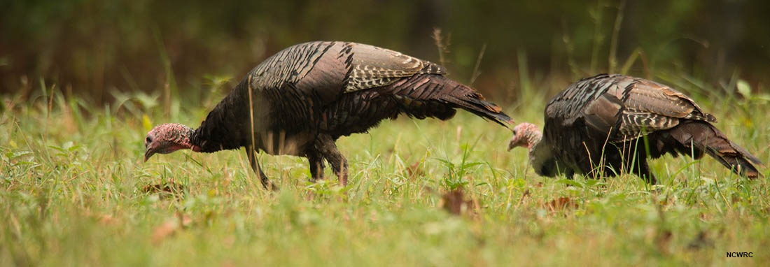 Wildlife Commission Announces 2022 Wild Turkey Harvest Totals