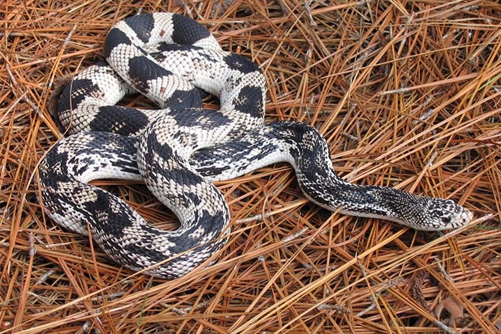 Northern Pine Snake