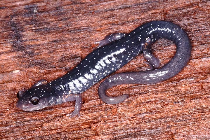Southern Appalachian Salamander