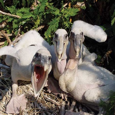 Juvenile brown pelicans spotted during coastal waterbirds surveys Photo Sue Cameron/USFWS