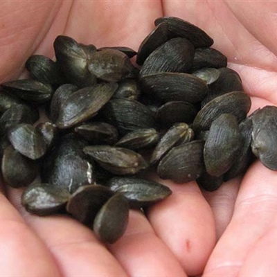 Savannah lilliput mussels found during mussel survey on Rocky River Photo Ani Popp