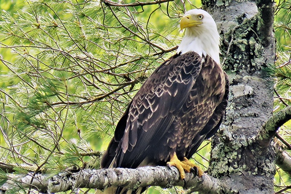 Bald Eagle photo by David Woody