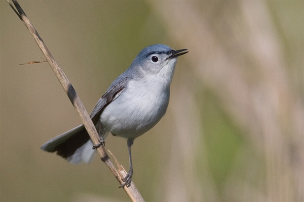 Blue-gray Gnatcatcher Photo NPS