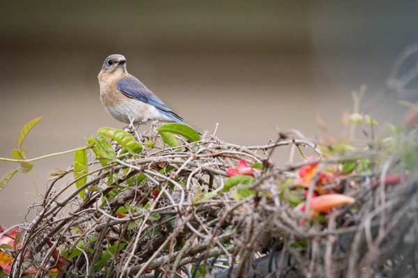 Eastern Bluebird Photo Andrea Shipley