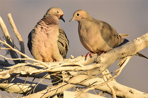 Mourning Doves Photo Tom Koerner/USFWS