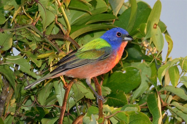 Painted Bunting Mike Carraway