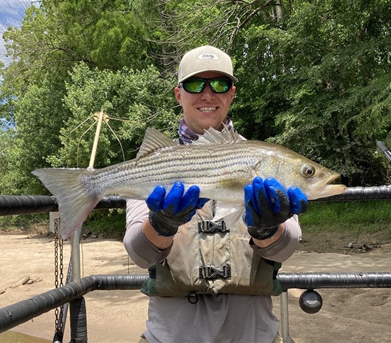 WRC biologist David Belkoski with a Strped Bass sampled near Fishing Creek Tar River