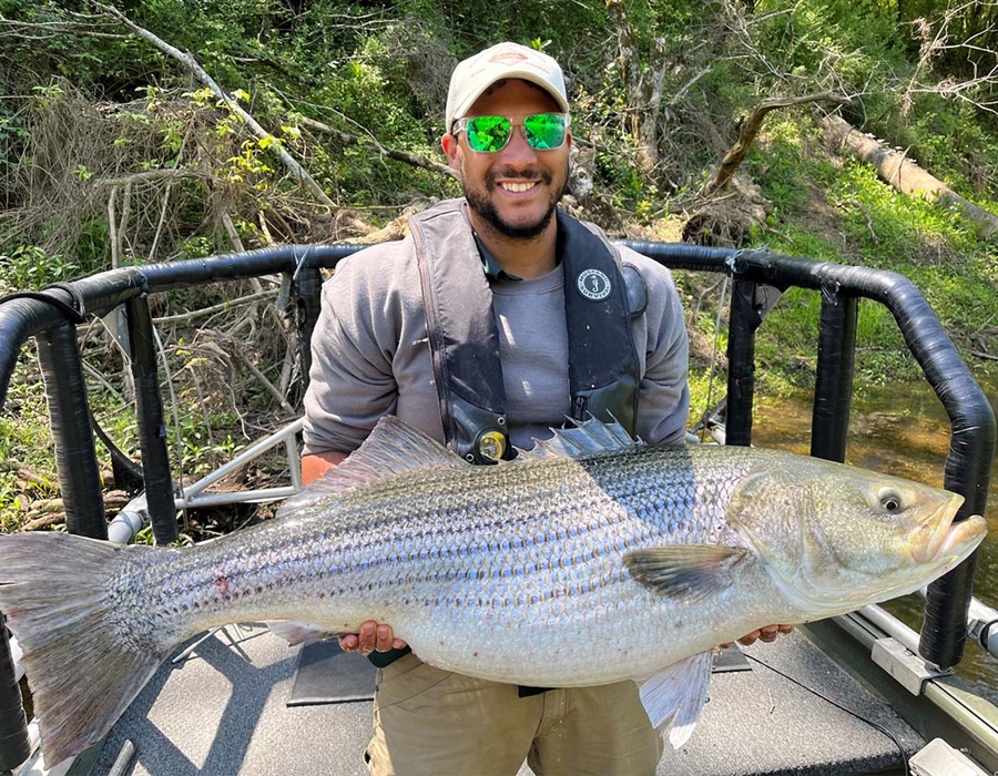 WRC biologist Deon Kerr with a 45-pound Striped Bass from the Roanoke River