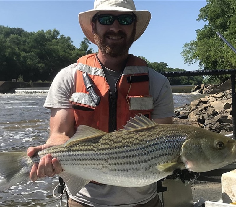 WRC biologist Kyle Rachels with a Striped Bass collected near Lock and Dam 3