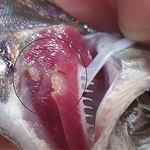 Gill lice on infected trout