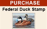 Purchase Federal Duck Stamp